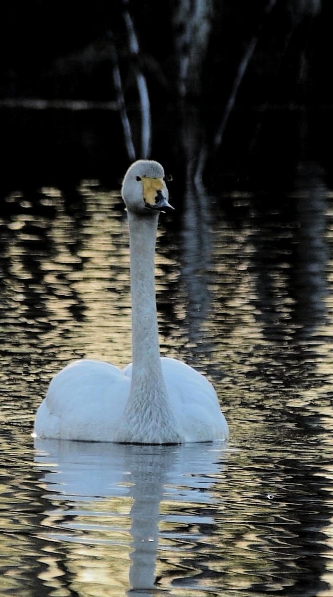 eija_tt's tweet image. Happy #Swanday 🤍