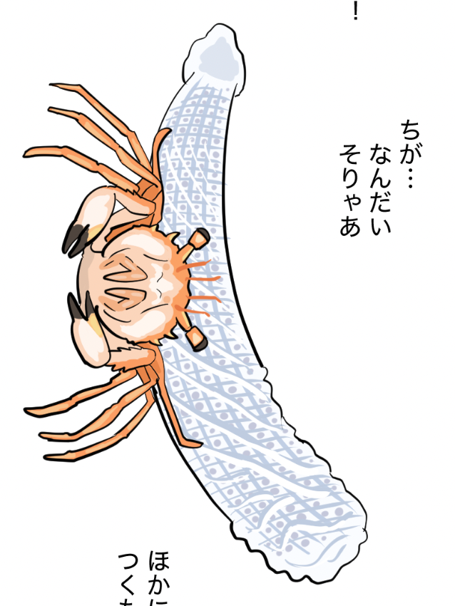 本当に余談だが、ソルニットが先述の文章で「歴史は急ぎ足で横這いするカニ」と書いていたことに気づき、今日まさに横這いするカニをずっと描いていたので、ちょっと嬉しくなった。厳しい道のりをカニのように歩もう 