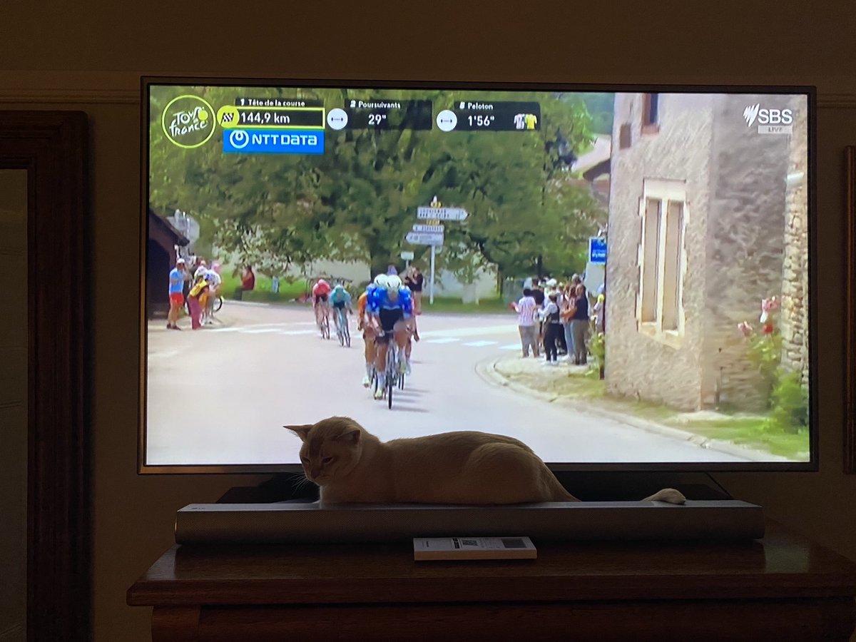 Chilling out in front of the #TourDeFrance #tourcats #CatsOfTwitter 😻😻😻