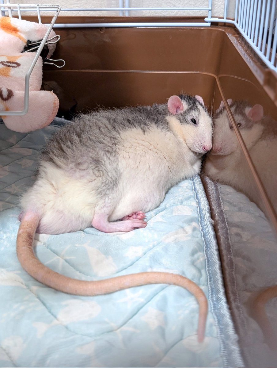 ちょっと暑い…？
 #ラット