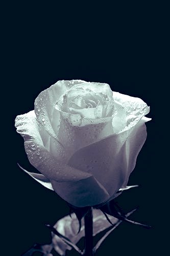 GDethmann's tweet photo. @Fanningfan Lieber Roland🖤

Lebe Wohl
sagen wir dir leise
Mach’s gut
auf deiner letzten Reise

Viel Kraft der Familie und allen die ihn vermissen 🖤 https://t.co/M7LjYHqwwV