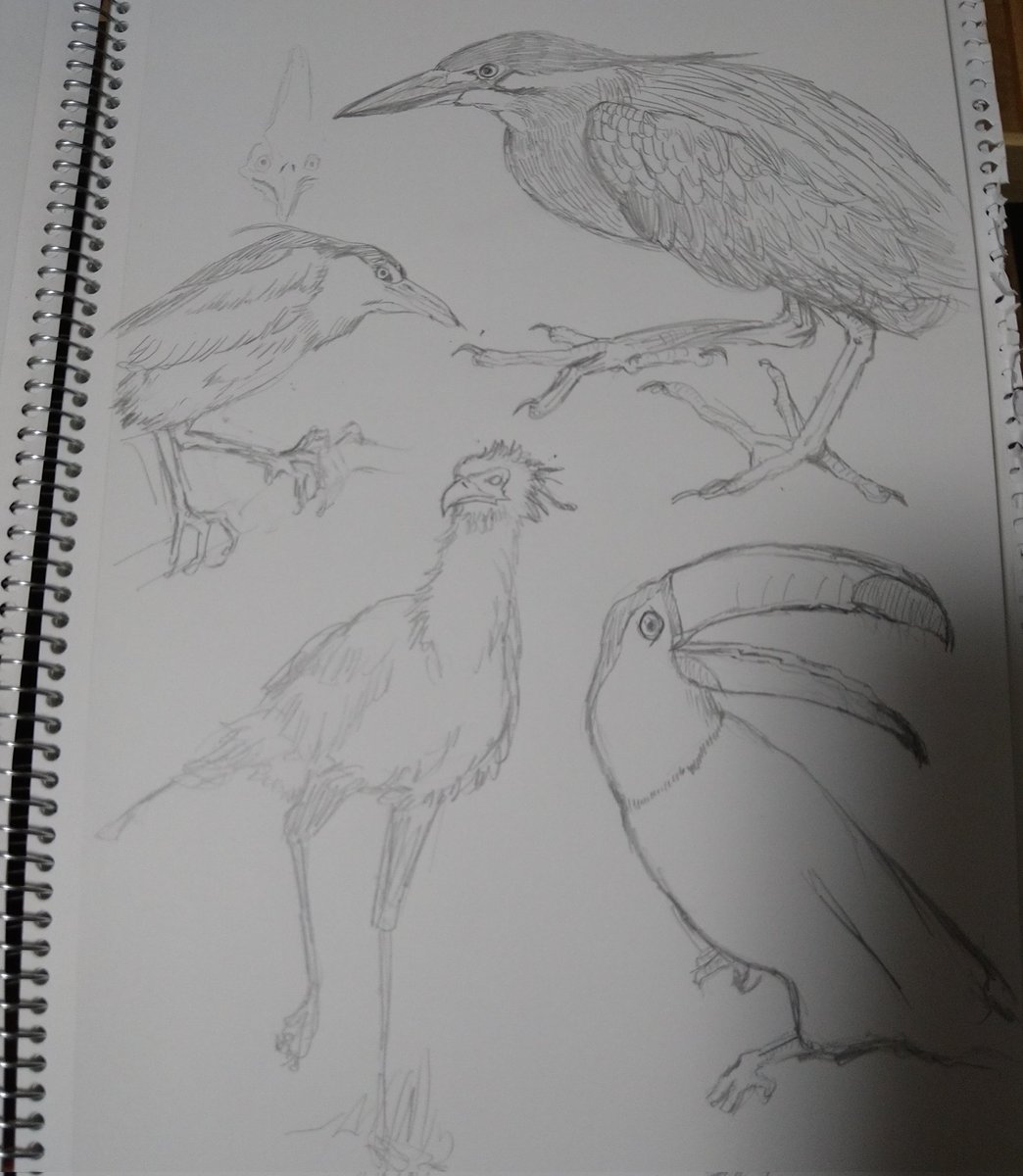 最近の私は、鳥を描きたいお年頃みたいです 