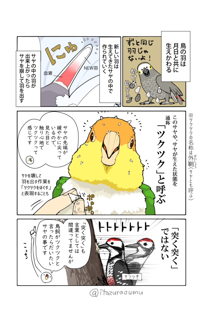 鳥飼いなら意味が分かる言葉
「ツクツク」 