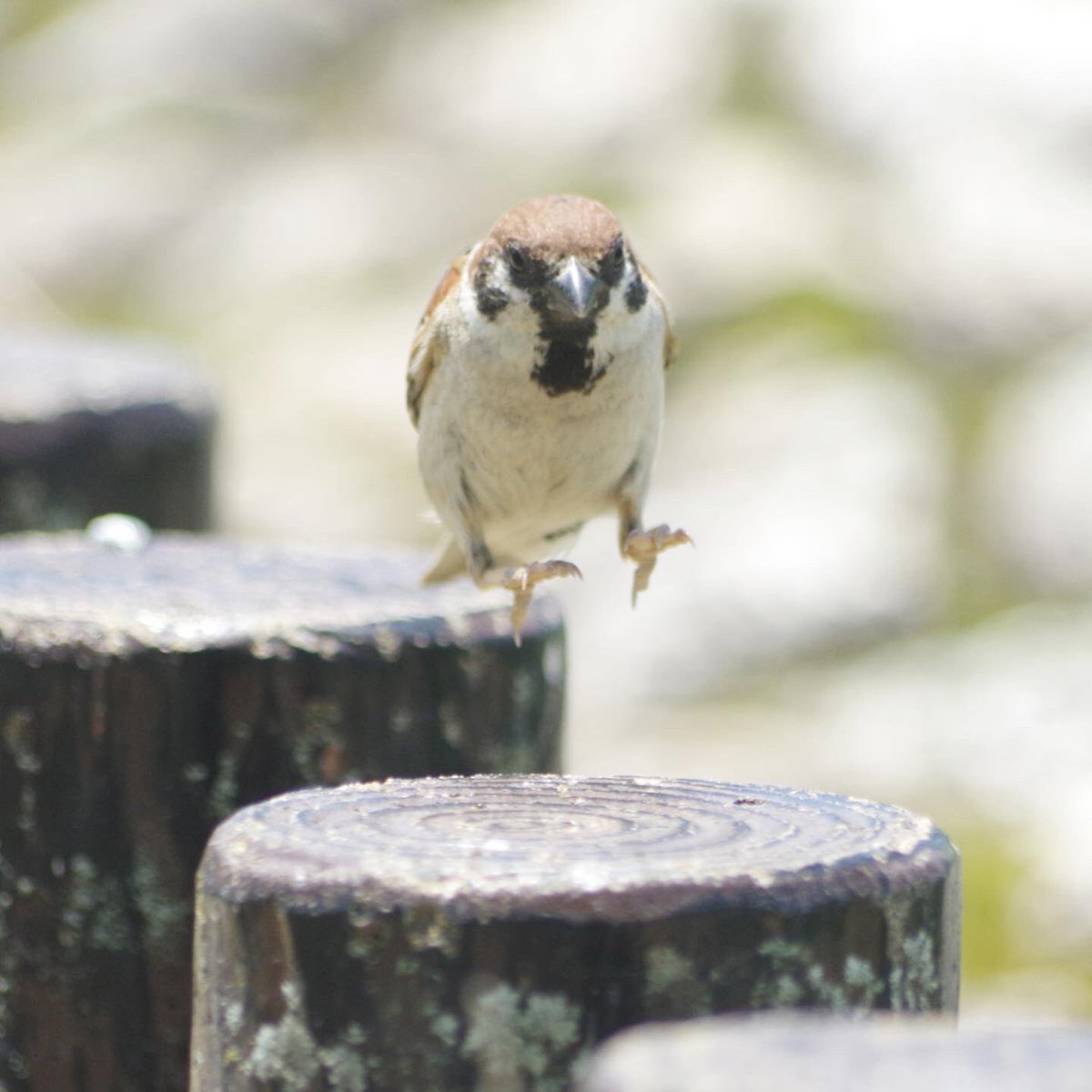 特大サイズのスズメの飛揚 特大サイズのスズメの飛揚 特大サイズの