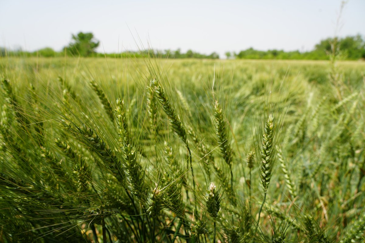 🎤What does certified wheat seeds &amp; fertiliser mean For rural #Afghan farmers?
✅ More land under production
✅ Less time &amp; cost on maintenance
✅ Higher yields &amp; income
✅ Food security
✅ Quality seeds for the next seasons

<a href="/IslamicRelief/">Islamic Relief USA</a> #CertifiedSeed #Fertiliser #Afghanistan