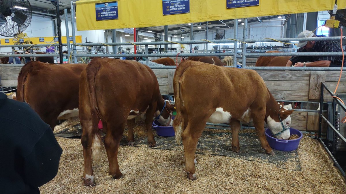 lcranch08's tweet image. Day one!! Hungry heifers this morning