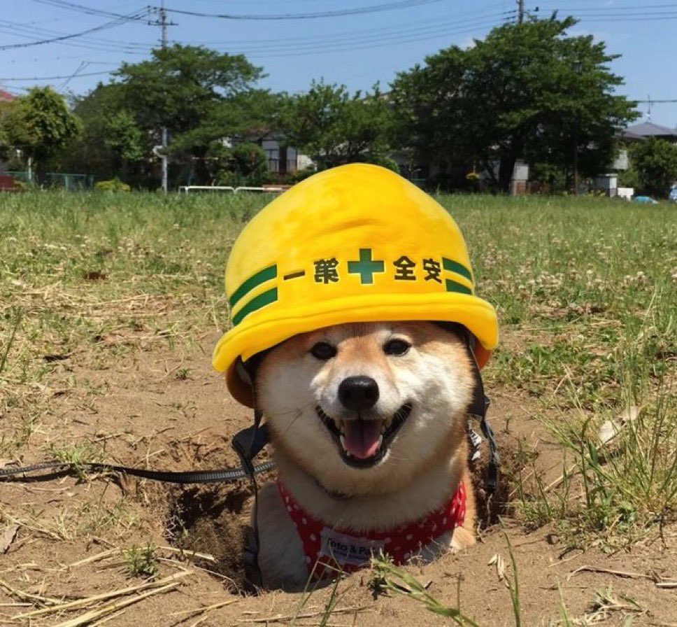 JJMoji_sol's tweet photo. @de_gemhunter @barkmeta https://t.co/n9nBrU0DlQ