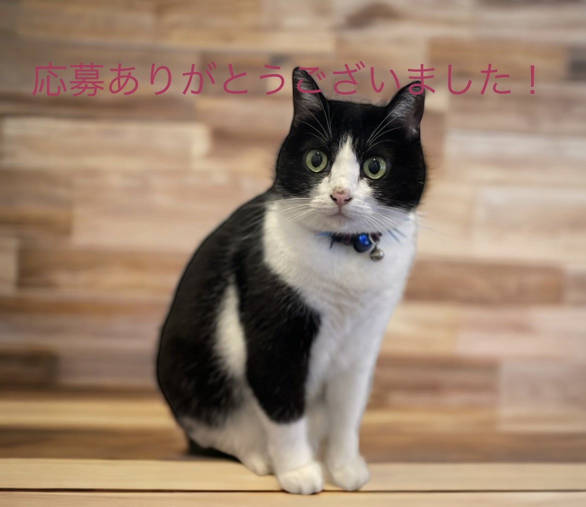 Miru. 羊毛フェルト tweet media