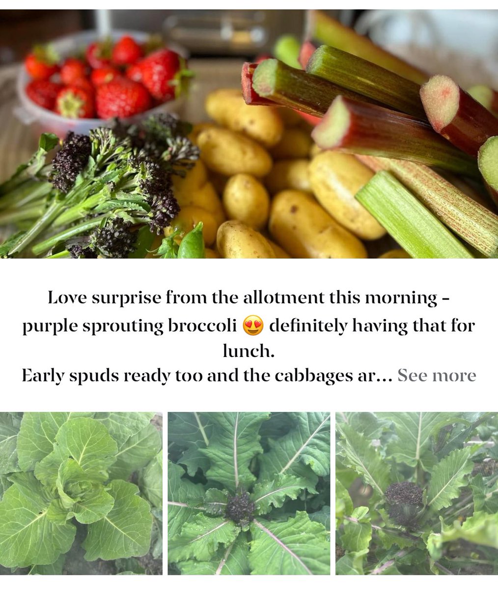 Toni0750's tweet photo. Lovely morning on the allotment. After a crappy start it’s amazing to be selecting food to have for lunch 😍 #Allotment #homegrown #organic #vegetables https://t.co/HSwkPzaPQc