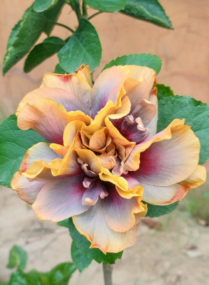 TheFlowerShow's tweet image. A double flowering hibiscus .🌺 

🌺 WT Archangel Raphael
