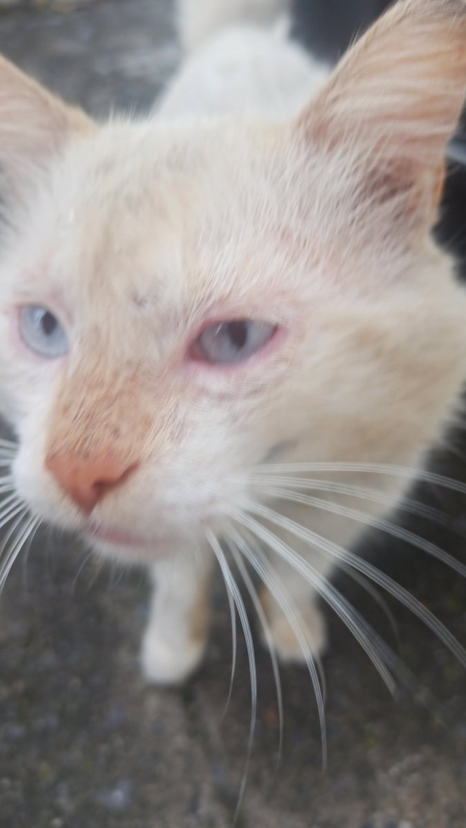 CarmenRapallo's tweet photo. #gatitos #perdido #ElSalvador #rescatado #enfermo 
Ayudanos a encontrar a Troy 
Fue rescatado ayer, su estado de salud es delicado. Gatito blanco, ojos azules. Ultima vez visto sábado 6 Julio 2024. https://t.co/6AGDytKMv8
