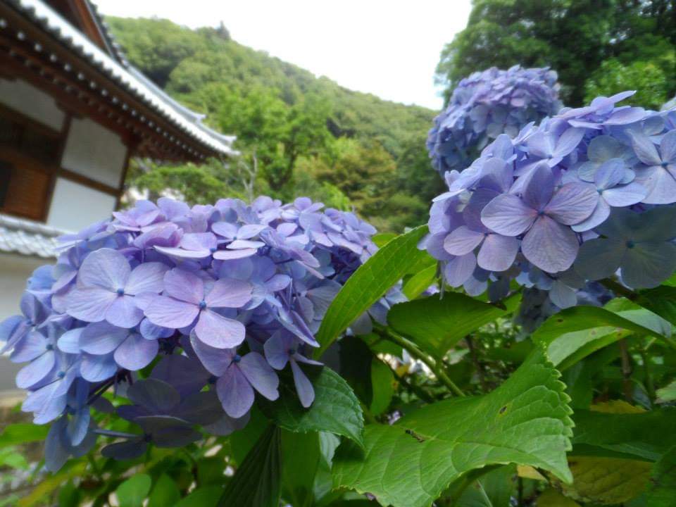 ToruSerap's tweet photo. @DrGunerSonmez Kamakura/Japonya https://t.co/eTutCAnzZY