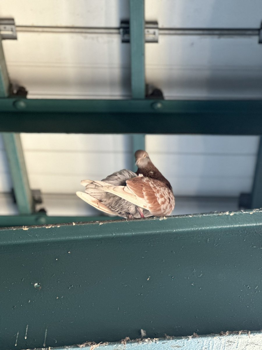 Always important to keep your feathers in order.