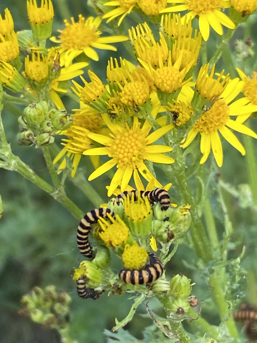 ExploraNeedham's tweet image. Been feeling a bit under the weather so forced myself out with the hound during a break in the rain.  So glad I did. The ragwort was teaming with cinnabar moth caterpillar.

Fascinating!

Bonus St. John Wort too