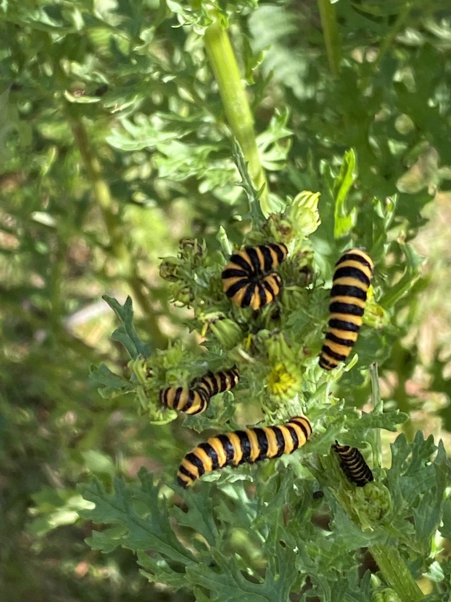 ExploraNeedham's tweet image. Been feeling a bit under the weather so forced myself out with the hound during a break in the rain.  So glad I did. The ragwort was teaming with cinnabar moth caterpillar.

Fascinating!

Bonus St. John Wort too