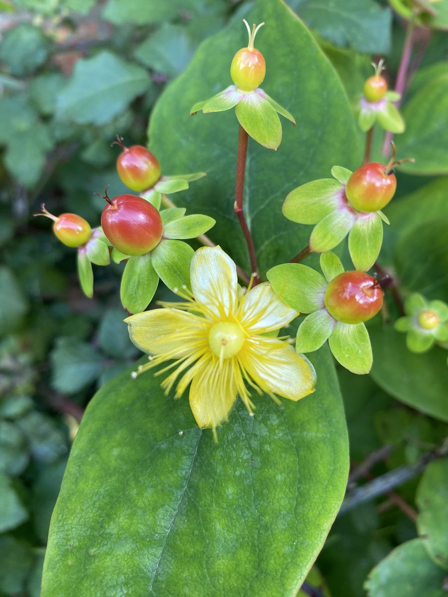 ExploraNeedham's tweet image. Been feeling a bit under the weather so forced myself out with the hound during a break in the rain.  So glad I did. The ragwort was teaming with cinnabar moth caterpillar.

Fascinating!

Bonus St. John Wort too