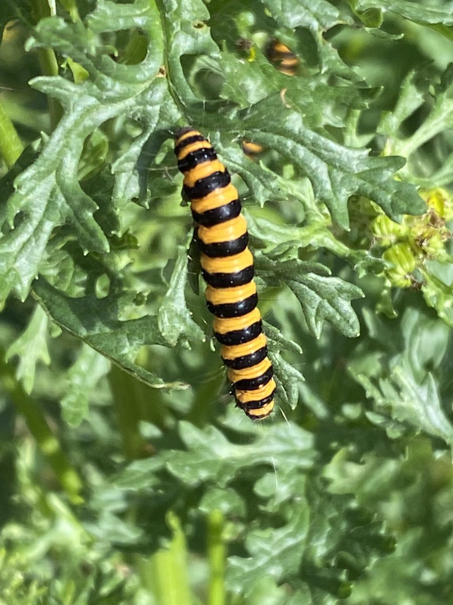 ExploraNeedham's tweet image. Been feeling a bit under the weather so forced myself out with the hound during a break in the rain.  So glad I did. The ragwort was teaming with cinnabar moth caterpillar.

Fascinating!

Bonus St. John Wort too