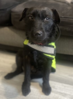 millypod1's tweet photo. 🆘5 JUL 2024 #Lost BELLA #ScanMe
Black Patterdale Terrier Female
Riding Close #Hindley #Wigan #WN2 
Jumped over fence 11pm at night heading towards Wigan Road
https://t.co/3IiSLQDjTI https://t.co/6WrU9cVIIK