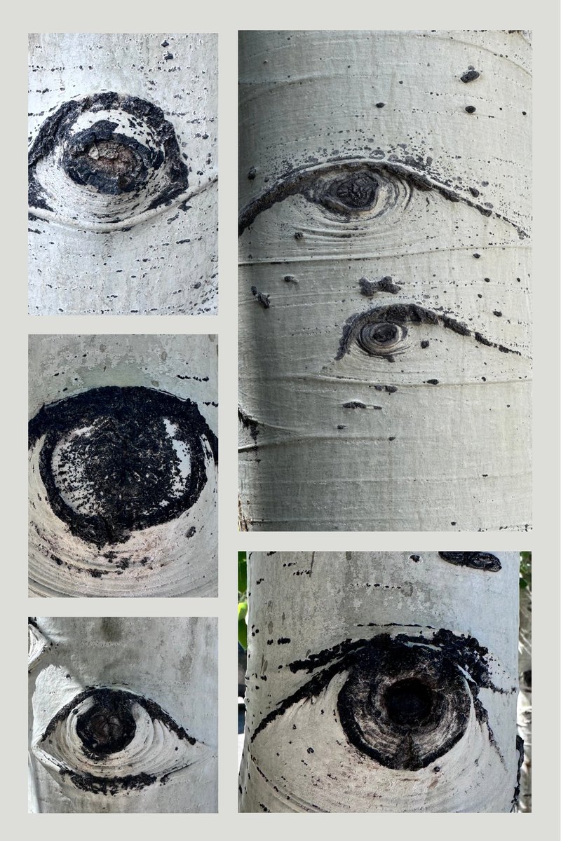 Naturesio's tweet photo. Aspen trees always watching https://t.co/e9w7RkpNJi