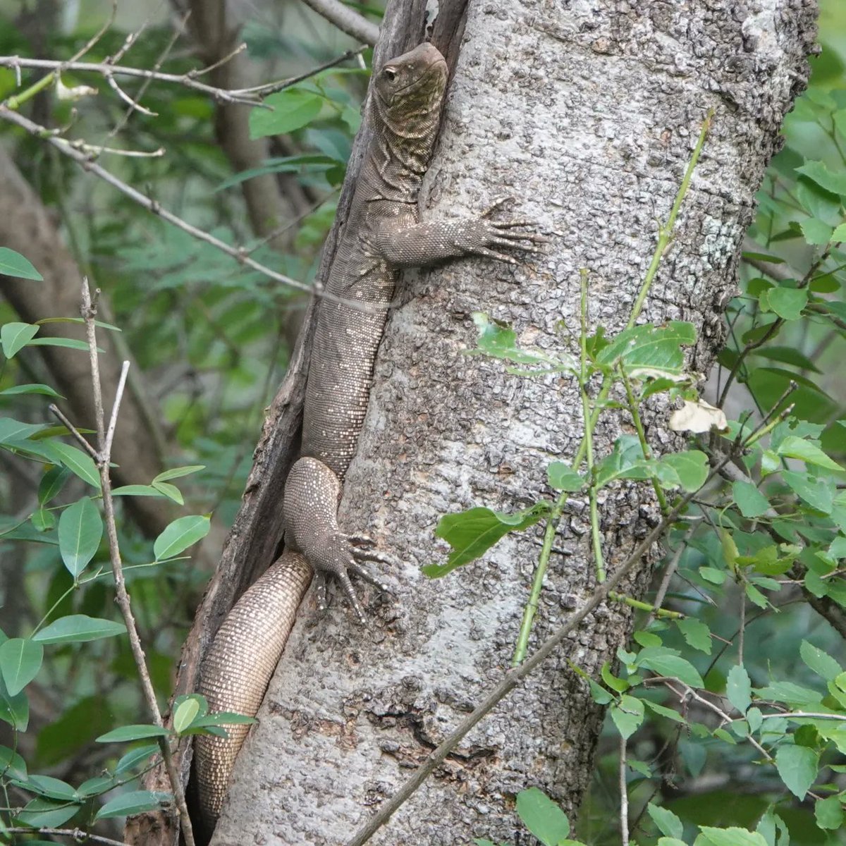 Suhas5Br's tweet photo. Monitor Lizard, Cauvery Wildlife Sanctuary, Gopinatham Mystery Trails, Jungle Lodges and Resorts, Chamarajnagar, Karnataka https://t.co/CGvDXhFKu9