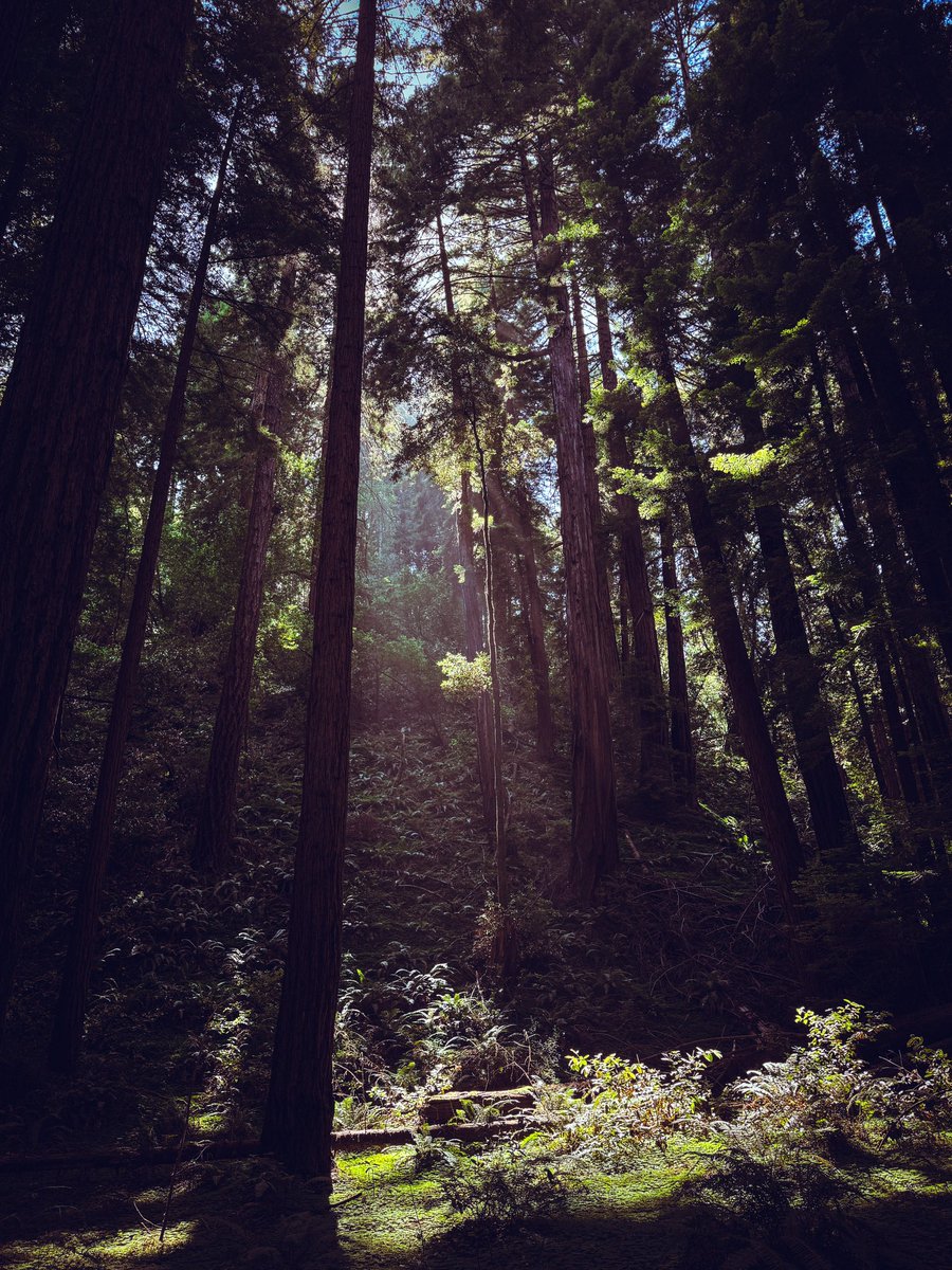 russell_lliu's tweet photo. #muirwoods https://t.co/kCXgzOfP92