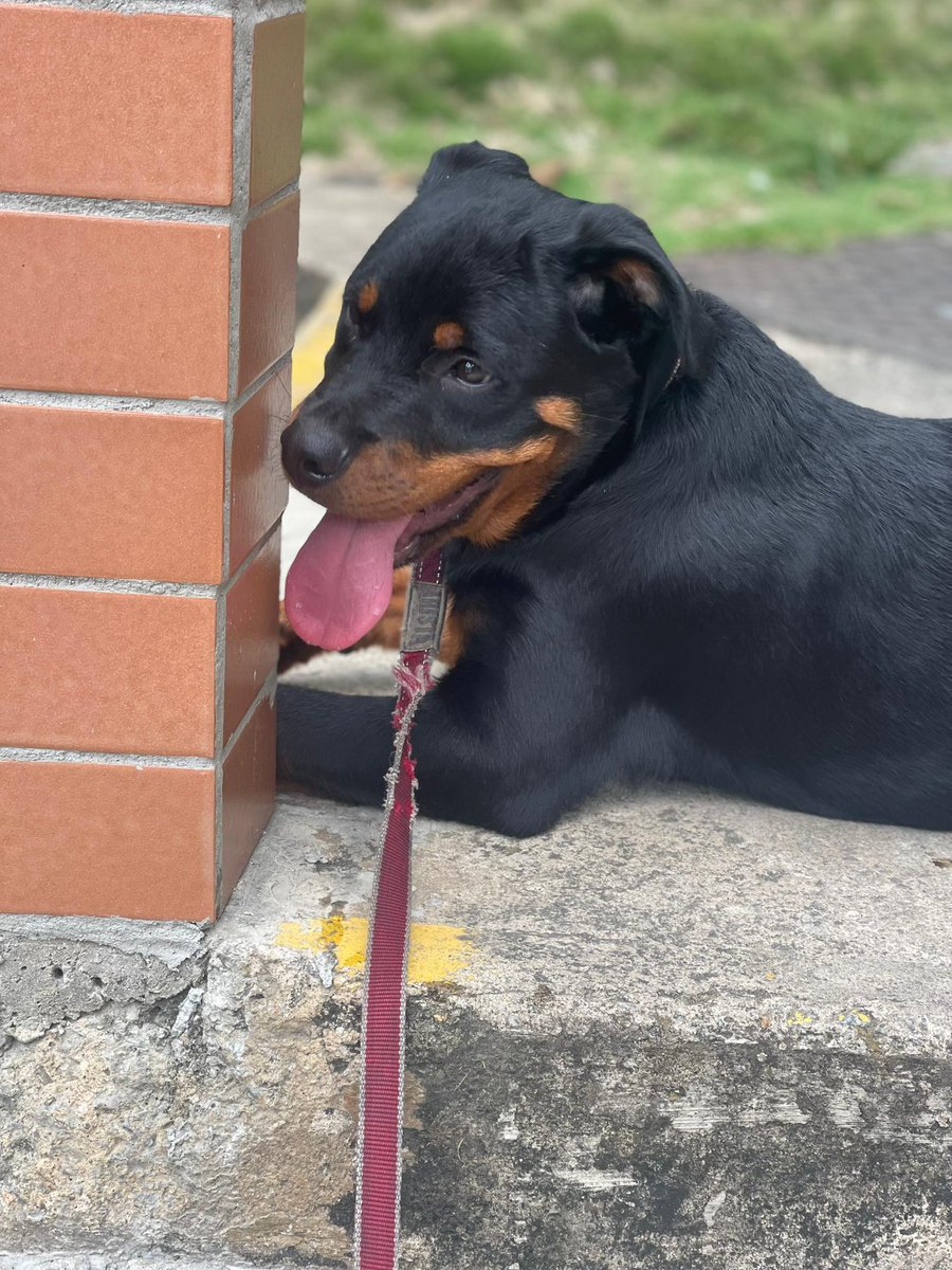 mi compañero fiel🐶😍😍