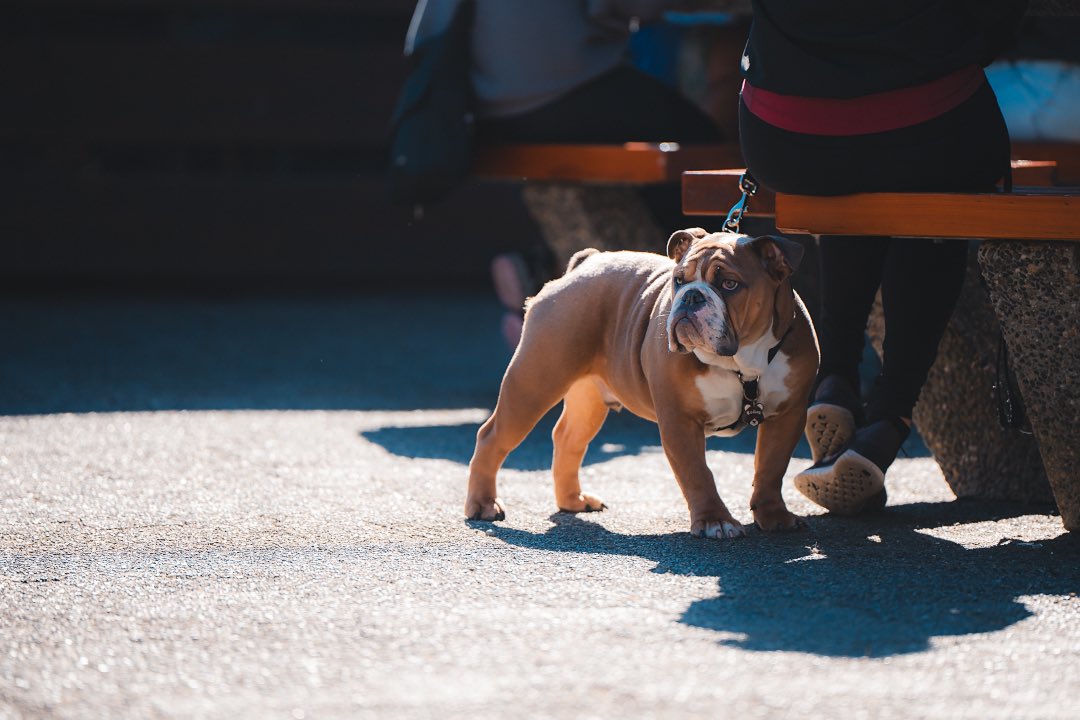 seanharsch's tweet photo. This photo of some persons bully in Vancouver has me missing my old dog Kevin. https://t.co/8DYQyirAJK