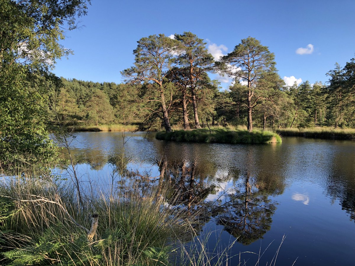 DanPescod's tweet photo. Great weekend of nature watching. Highlights- tree pipits and nightjars on the heath. And a peregrine which dived down today from the church spire towards me, only doing a u-turn and going back up to its perch when a few feet away!! ( No- I’d not been drinking!!) https://t.co/VP63BCILAt