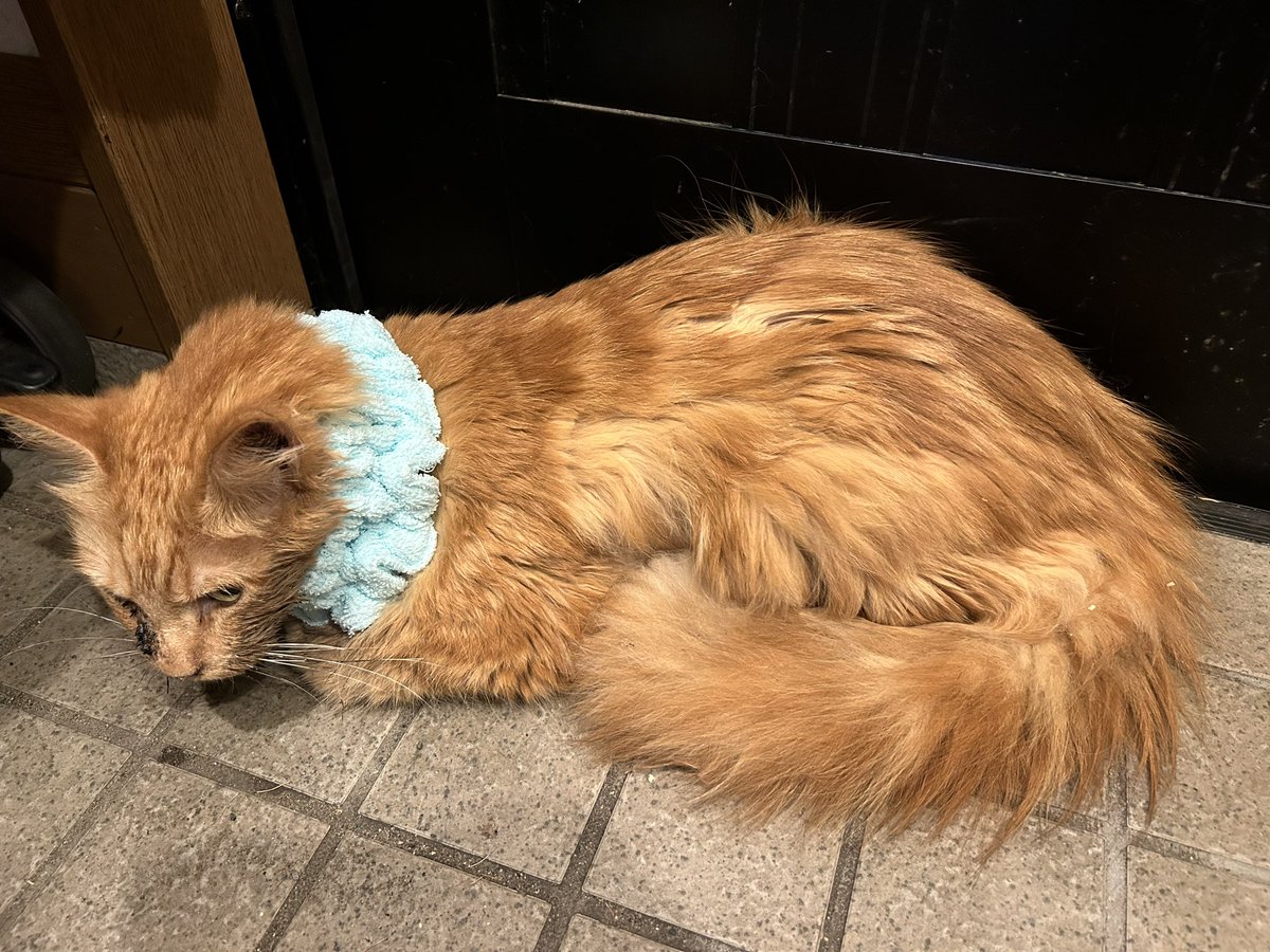 pocomomomo's tweet image. 今日のちゃもも。咳？のような発作？のような動作を何度かしていました。口の中の腫瘍が動いてしまって呼吸が苦しくなっちゃうのかな…どうすることもできないことが本当に悔しいし切ないです。
でも今日もちゃももは頑張っています🥺
#闘病猫　#悪性腫瘍と戦う