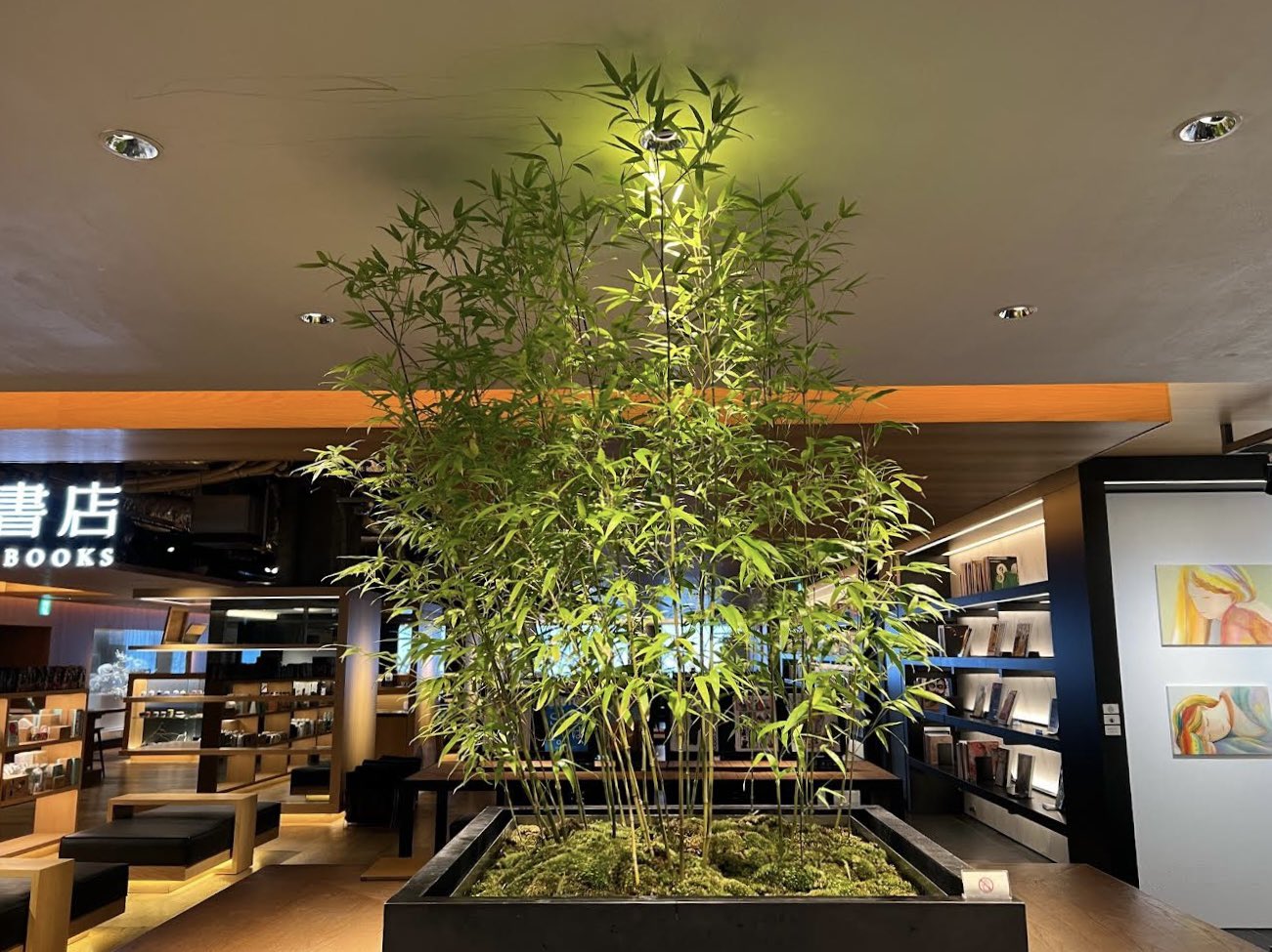 孟宗竹の置物（緑） 宇宙への幻想2 【公式通販】