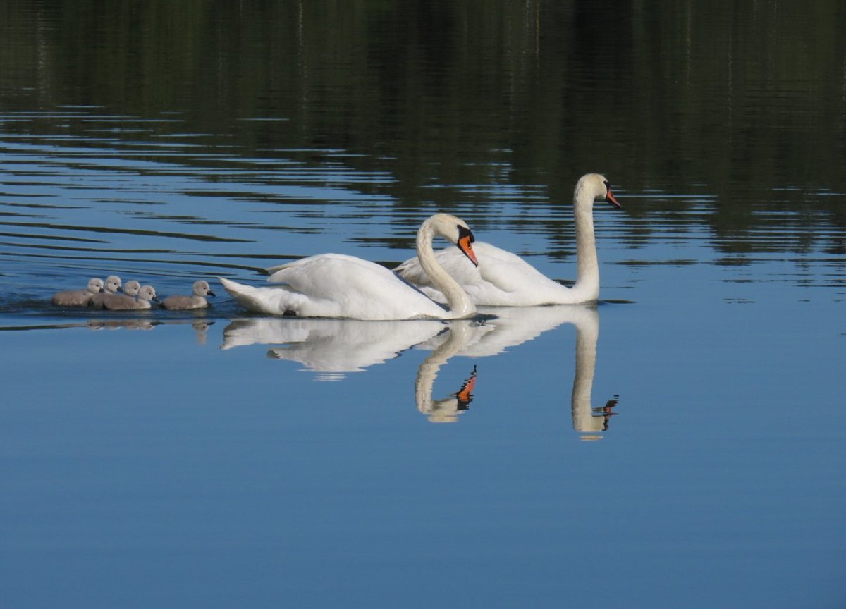 HanneleLaukka's tweet image. #Swanday