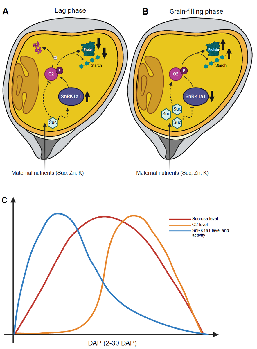 SnRK1a1, a new player in the sucrose-Opaque2 network during endosperm filling #spotlight #MolecularPlant cell.com/molecular-plan…