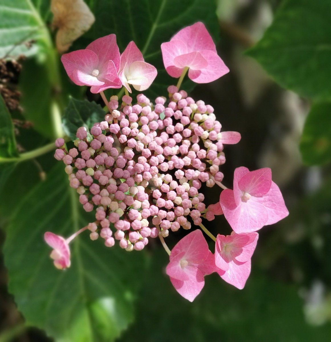 Some pretty pink in the garden.
