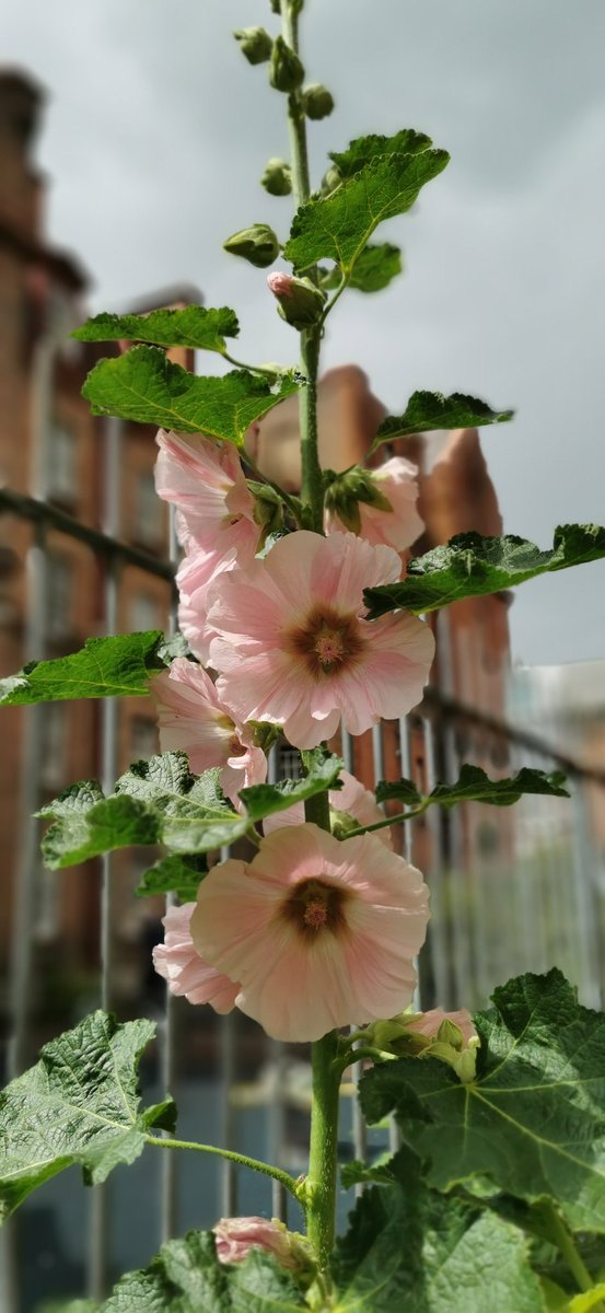 Iveagh trust garden tweet media