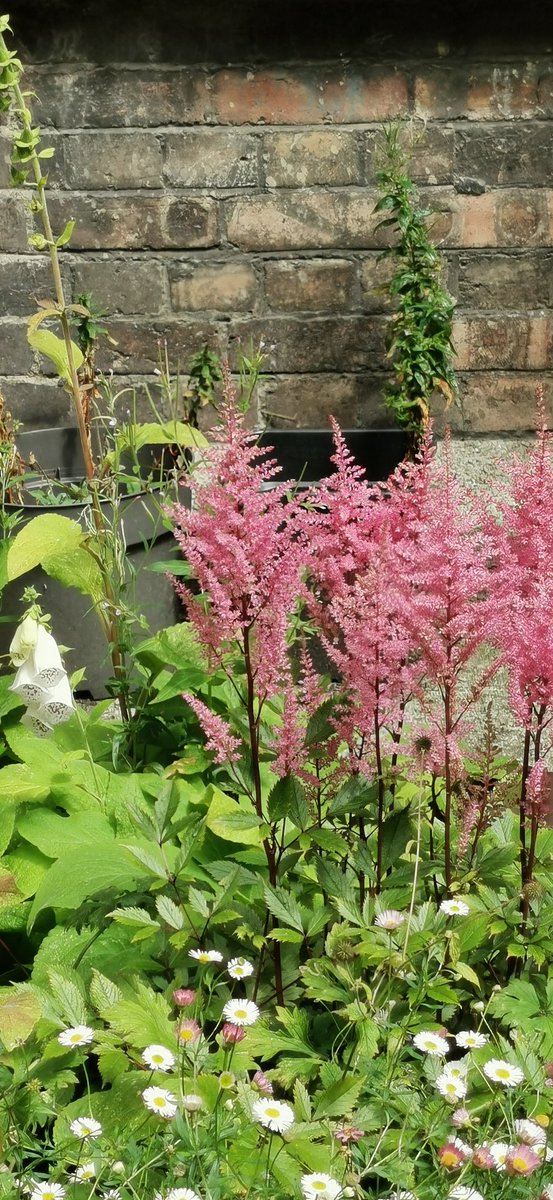 Iveagh trust garden tweet media