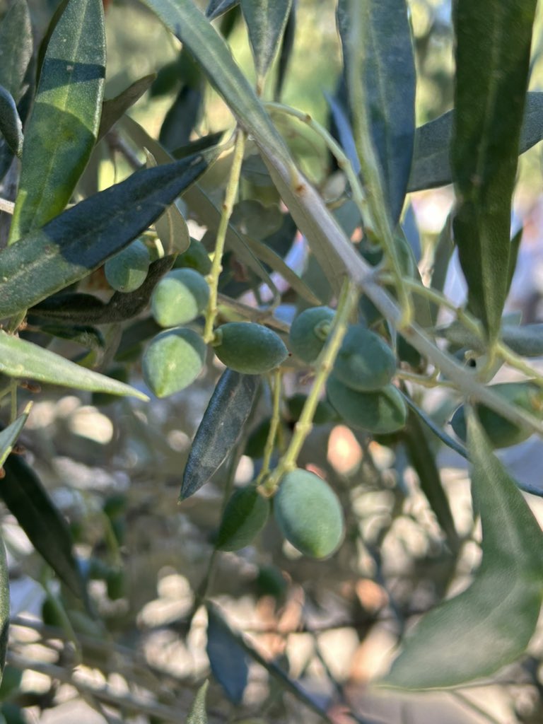 Local fruits - delicious!