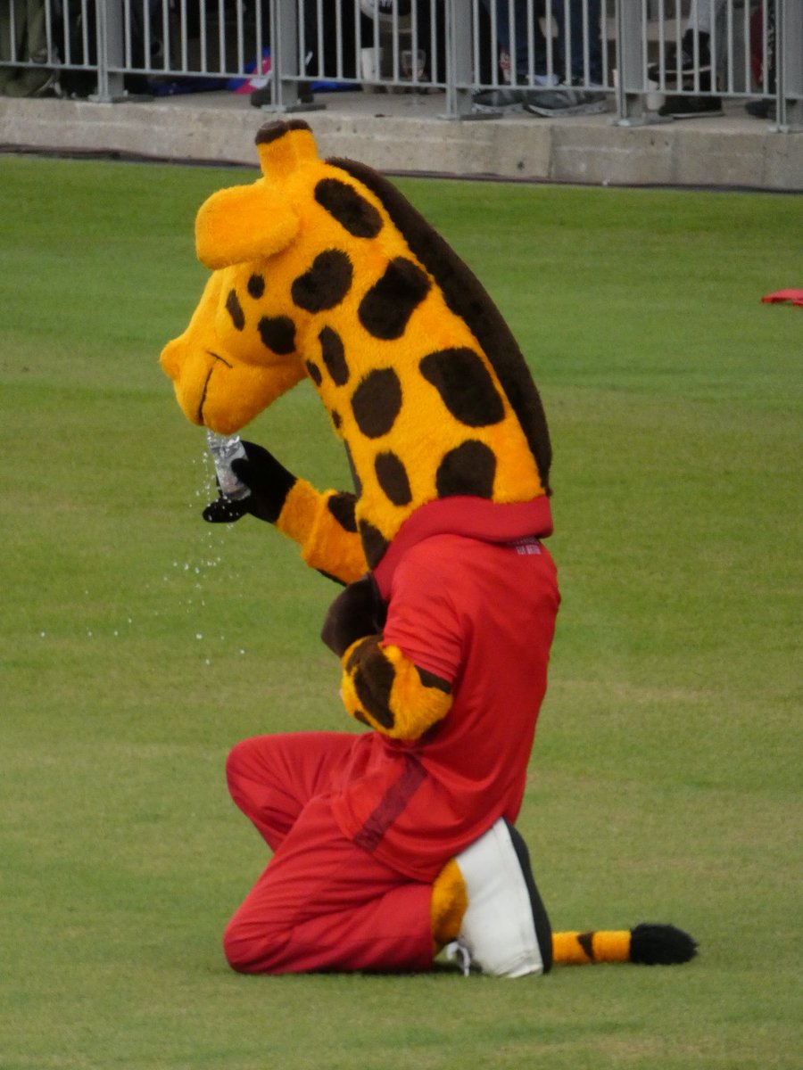 RedRoseRooster's tweet photo. Lanky has been working hard, signing autogiraffes, and fully deserves to neck that drink. ⁦@lancscricket⁩ https://t.co/wXOHWgL0O2