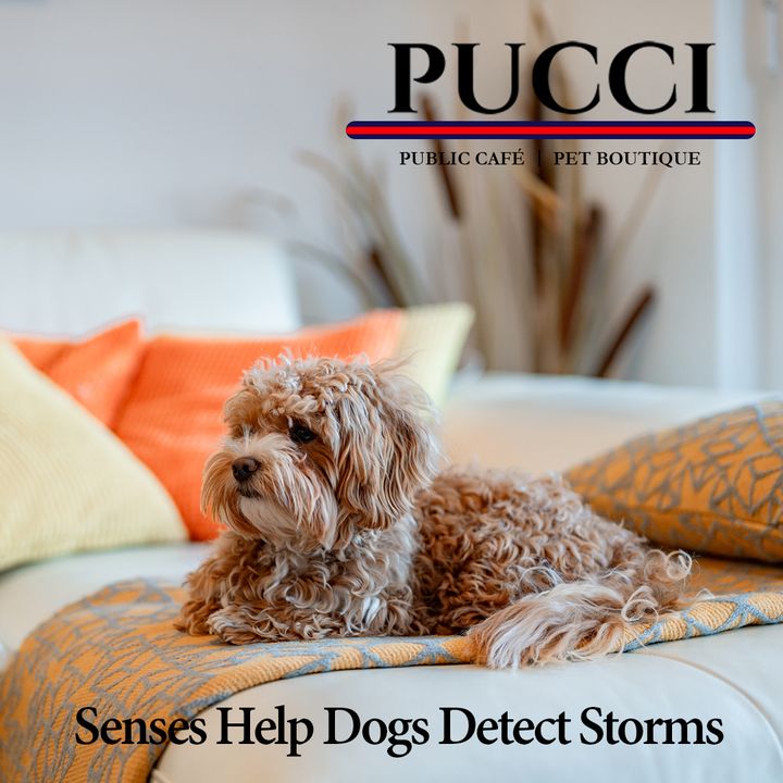 puccicafe's tweet photo. 🌀 Fact: dogs can detect pre-storm air changes through their heightened sense of smell? 🐾🌩️ Today (in #Houston and #Katy) they are picking up on environmental cues we can't even sense! #DogsKnowBest #WeatherDetectives #Beryl #Hurricane https://t.co/qUIjhFexOD https://t.co/g0lsjqD2JI