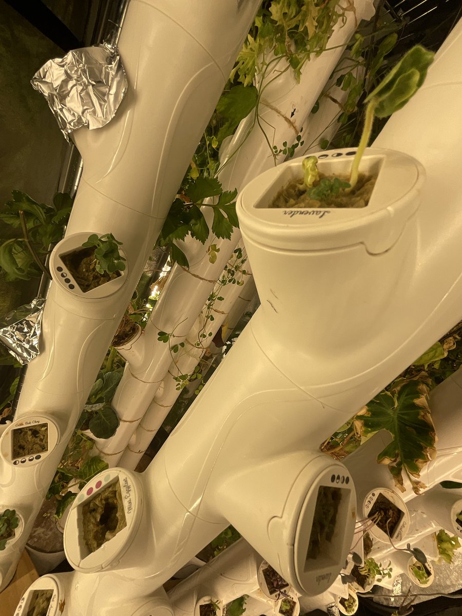 GangsterFine's tweet photo. My passion, #germinating seeds, #growing….#Hydroponics.... https://t.co/OEu4dQ115F