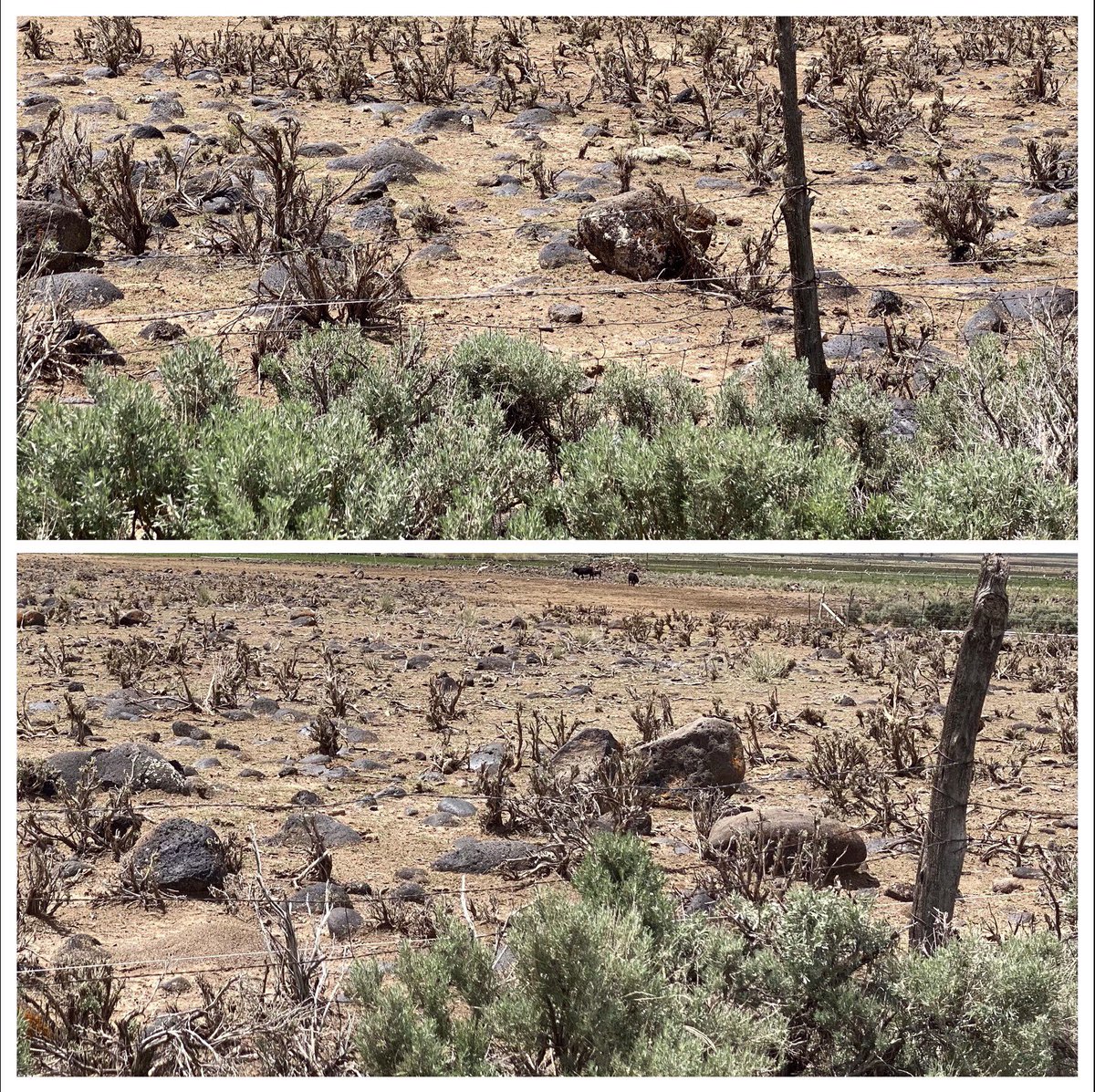 Blue Equus 💫🌎🌲🐾 🐝🐴🌱😷🇺🇦🌻🇵🇸 tweet media