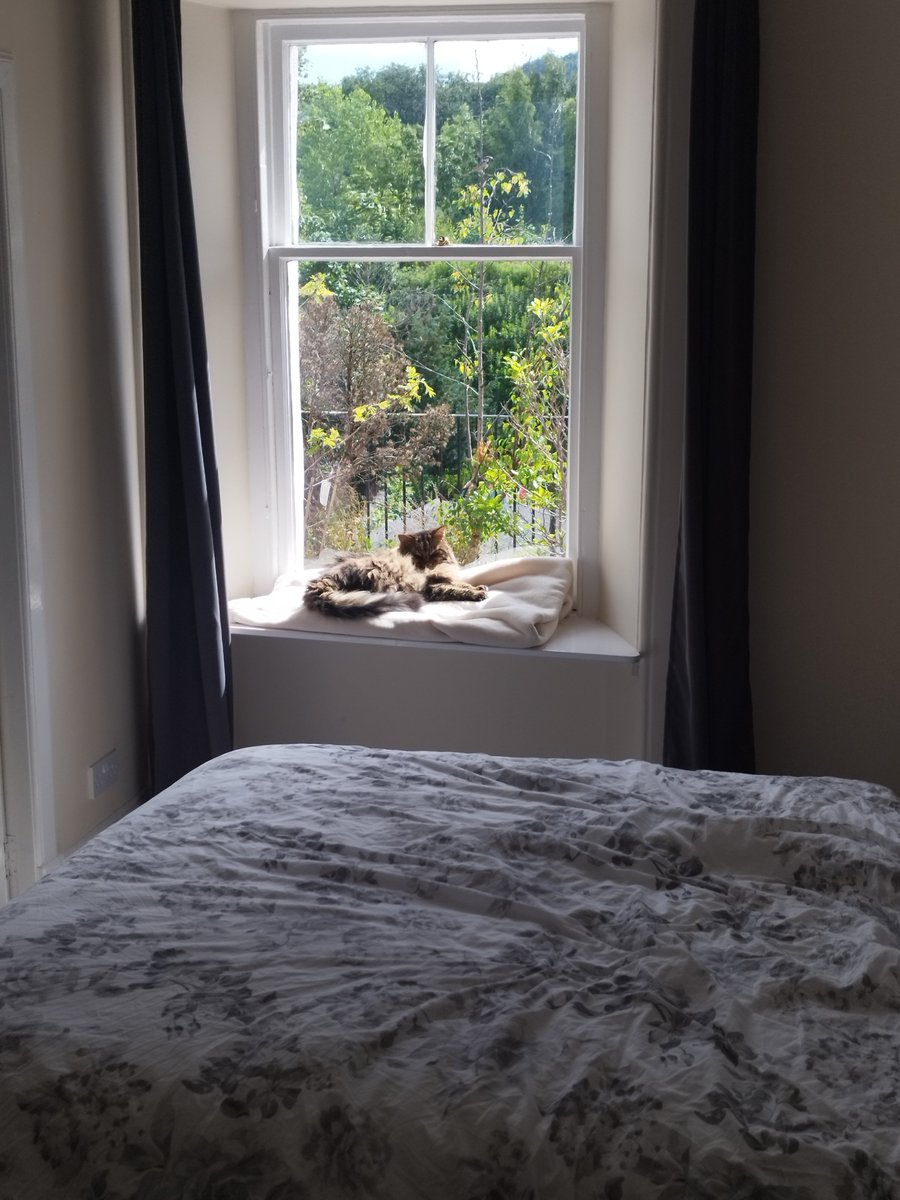 Hanu the Cat tweet media