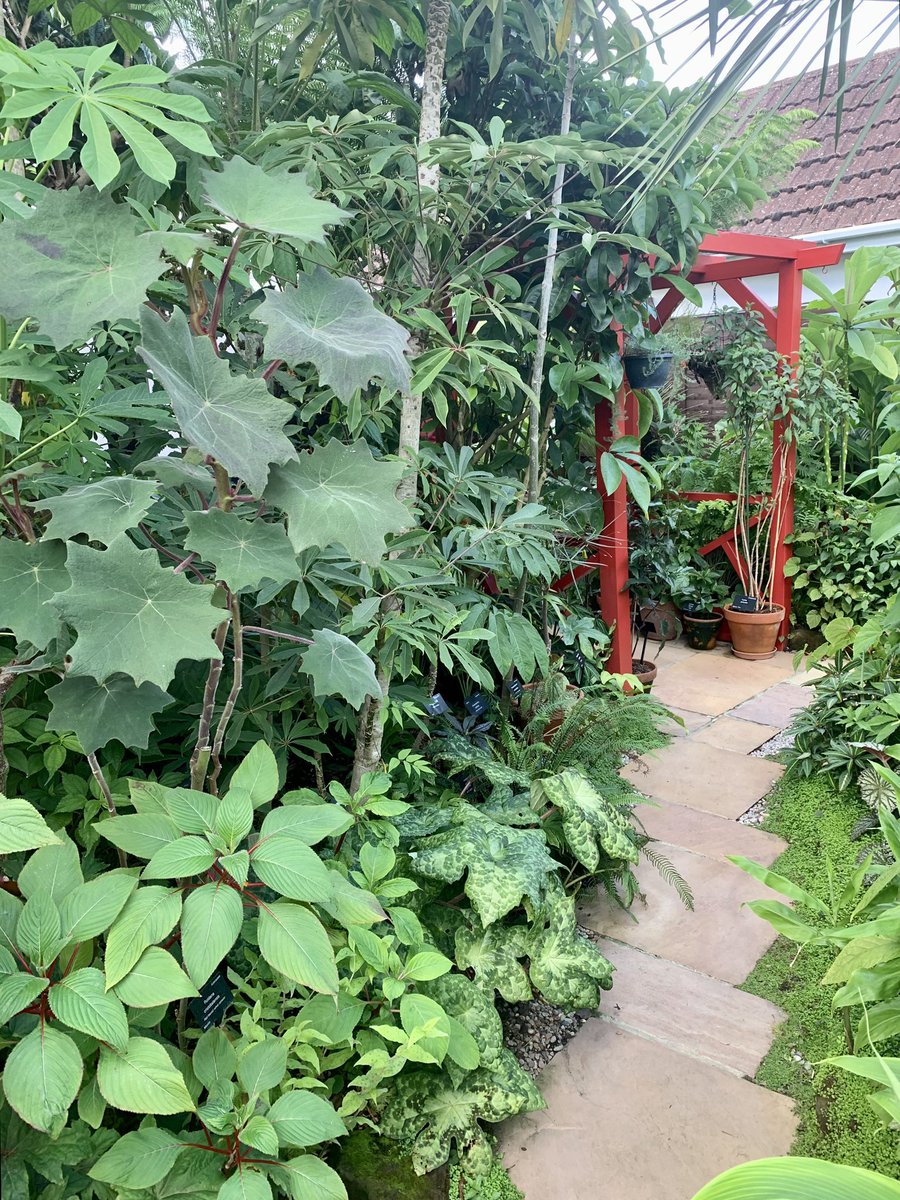 🌴Dorset Tony🌴 (@dorsettony) on Twitter photo We managed to pop over to see <a href="/MikesRarePlants/">Mike Clifford</a> fantastic garden and guess what … it looked fantastic. Good to see you Mike 🌱 We managed to pop over to see <a href="/MikesRarePlants/">Mike Clifford</a> fantastic garden and guess what … it looked fantastic. Good to see you Mike 🌱