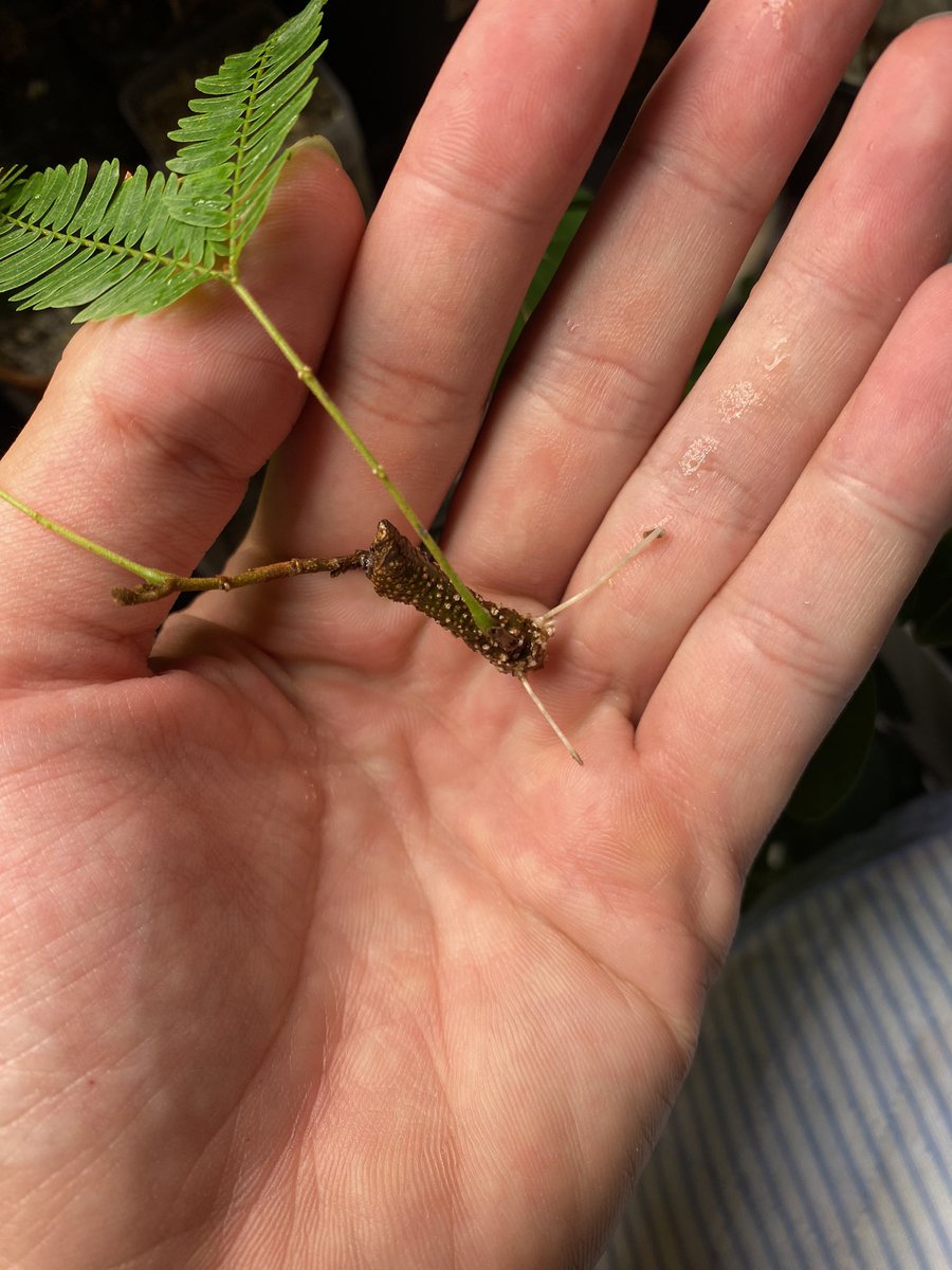 友人宅にあるエバーフレッシュを剪定ついでに貰ってきた子がついに発根🤤
無事に育ってくれると嬉しいんだがね

#エバーフレッシュ #観葉植物 #挿し木 #発根
