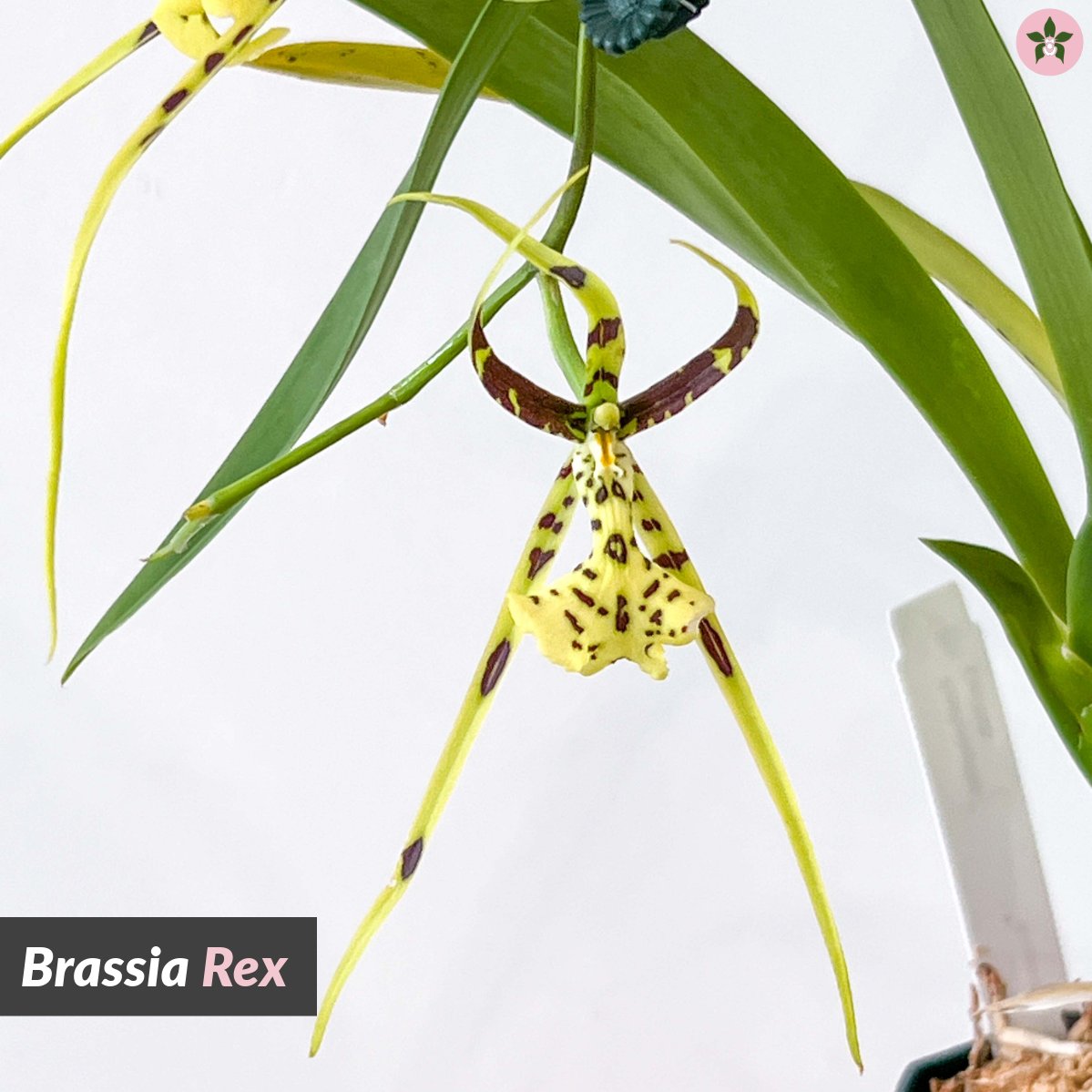 Roeorchids's tweet photo. Brassia Rex
The Spider Orchid Family!
-
Did you know? Brassia is a genus of orchids classified in the subtribe Oncidiinae, and often referred to as the spider orchid. They grow just like regular Oncidium and is very beginner friendly! Super cool!
-
#Orchids https://t.co/4p6Ss8jJGL
