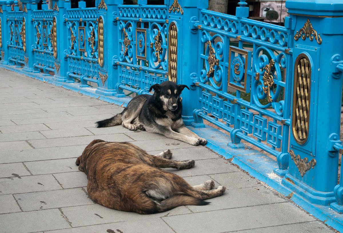 The old and stagnant script: eliminating free-ranging dogs for public health... How brutality can be a sign of civilisation?! May it be a sign of ignorance instead?!
marcoadda.com/stray-dogs-tur…
Please share and react!!!

#freerangingdogs #AnimalsLover #dogs