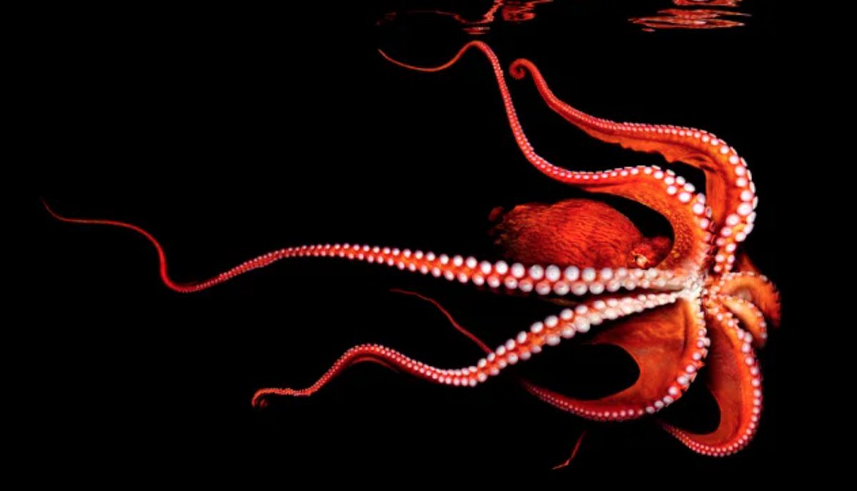 The New York Declaration of Animals Consciousness: Everybody should know about this. Then everybody is free to disregard it, no problem, but at least know it.
marcoadda.com/newyork-declar…

#animalwelfare #Humanity #animallove