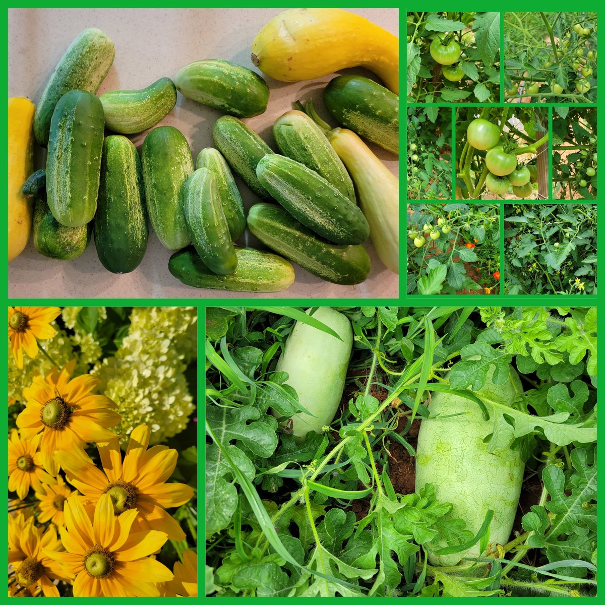 robimontgo's tweet photo. I think next year I will open a small roadside produce stand 🌱😁 My little garden has produced beautifully. Tomatoes are almost ready • 11 watermelons 🍉 are days away from enjoying. #pickles #freezerisfull #salsa #tomatosauce #gardening #imagardener #freshisbest https://t.co/hDPqDfaky2