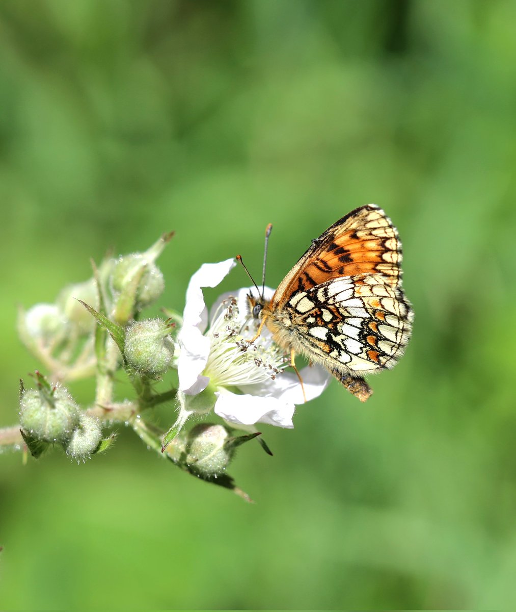 JohnMathers1's tweet photo. A recent trip to Kent produced really good numbers of Heath Fritillary at Blean Woods. Silver washed frit and white admiral too Frustratingly, couldn't connect with Fiery clearwing on the coast @BCKentBranch https://t.co/iWzMRd8J8V