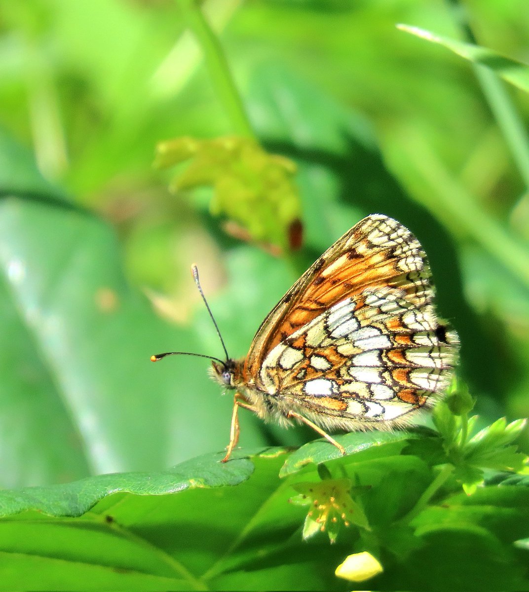 JohnMathers1's tweet photo. A recent trip to Kent produced really good numbers of Heath Fritillary at Blean Woods. Silver washed frit and white admiral too Frustratingly, couldn't connect with Fiery clearwing on the coast @BCKentBranch https://t.co/iWzMRd8J8V