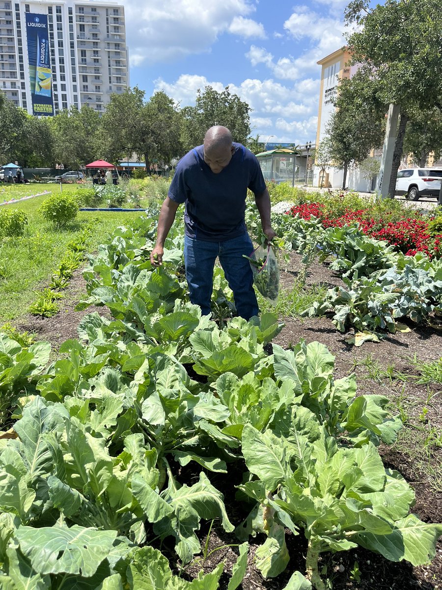 The Teach the Truth Garden in Miami organized by Dr. Marvin Dunn since last November before which this was an illegal parking lot. We grow food to give away in this inner city community. We also give away banned books.